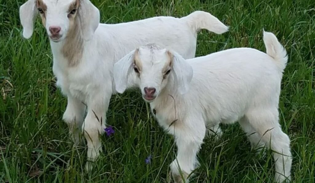 goat-names-for-twins