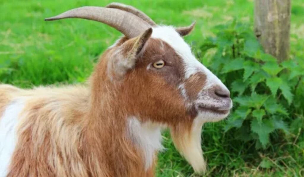 goats-with-horns-or-beards