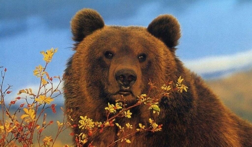 international-teddy-bear-names