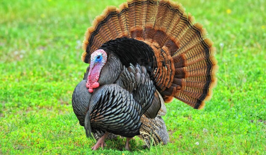 popular-turkey-names