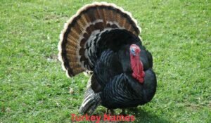 turkey-names