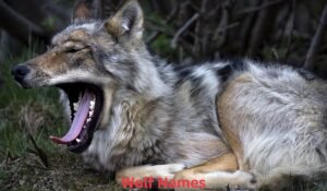 wolf-names