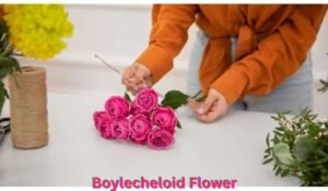 boylecheloid-flower