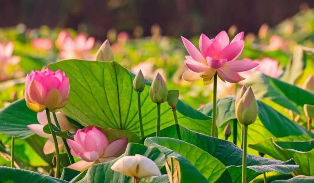 possible-link-to-the-cosmos-flower