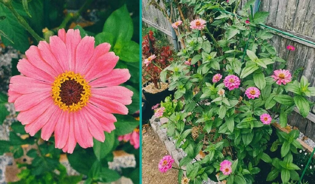 scientific-classification-and-botanical-verification